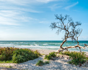 Painted tree trunk on the west beach, behind the Baltic Sea, Darß peninsula, Fischland-Darß-Zingst, Western Pomerania Lagoon Area National Park, Mecklenburg-Western Pomerania, Germany