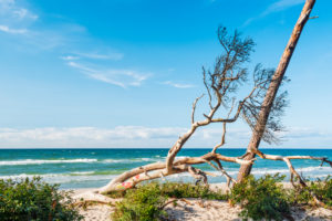 Painted tree trunk on the west beach, behind the Baltic Sea, Darß peninsula, Fischland-Darß-Zingst, Western Pomerania Lagoon Area National Park, Mecklenburg-Western Pomerania, Germany