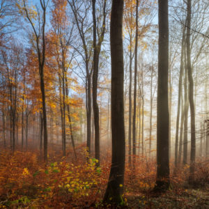 Near-natural beech forest beginning to rejuvenate in autumn with fog, dense undergrowth, Hainich National Park, Thuringia, Germany
