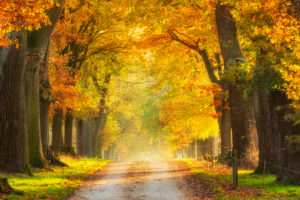 Germany, Hesse, Reinhardswald, Eichenallee in autumn, evening light