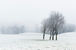 Lonely desolate landscape with fog in winter, bare trees on field with snow, Harz, near mountain town Sankt Andreasberg, Lower Saxony, Germany