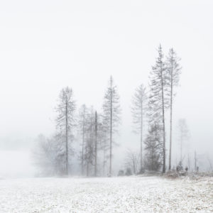 Lonely desolate landscape with fog in winter, bare dead trees, field with snow, Harz, near the mountain town of Sankt Andreasberg, Lower Saxony, Germany