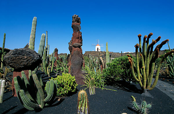 Bildagentur | mauritius images | Kaktusgarten auf Lanzarote