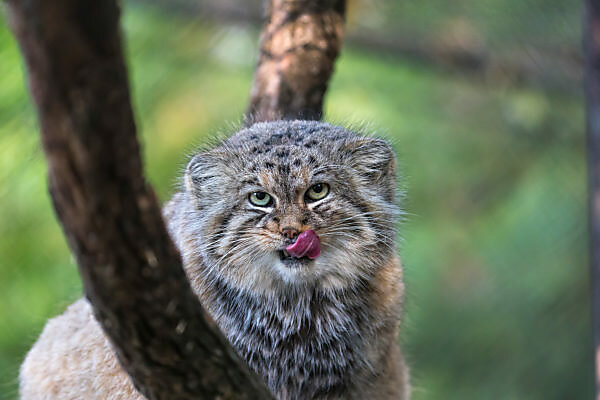 Bildagentur | mauritius images | Pallaskatze oder Manul, Otocolobus manul,