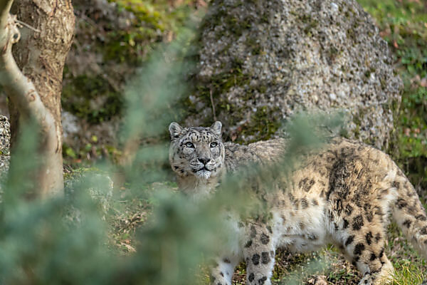 Bildagentur Mauritius Images Snow Leopard Uncia Uncia Portrait Native To Asia And Russia