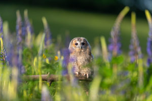One young Ural owl sitting on a branch in a field of flowering lupines in late evening light. One young Ural owl sitting on a branch in a field of flowering lupines in late evening light.