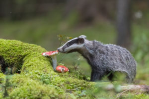One young European badger (Meles meles) on a fly agaric mushroom looking for food, standing on a mossy forest floor. One young European badger (Meles meles) on a fly agaric mushroom looking for food, standing on a mossy forest floor.