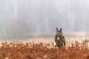 One female Eurasian Eagle Owl, Bubo bubo, sitting on a meadow. Slight fog around. A forest in the background. Autumnal colors. One female Eurasian Eagle Owl, Bubo bubo, sitting on a meadow. Slight fog around. A forest in the background. Autumnal colors.