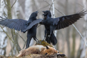 Two common raven (Corvus corax) fighting on the carcass of a red fox lying on stones in a forest of birch trees. Two common raven (Corvus corax) fighting on the carcass of a red fox lying on stones in a forest of birch trees.