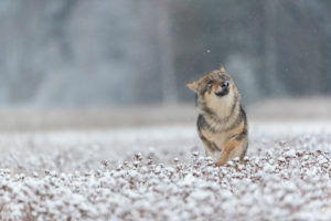 One young male Eurasian Gray Wolf (Canis lupus lupus) running towards the camera during a snow covered meadow during snowfall. White meadow and dark forest in the background. One young male Eurasian Gray Wolf (Canis lupus lupus) running towards the camera during a snow covered meadow during snowfall. White meadow and dark forest in the background.
