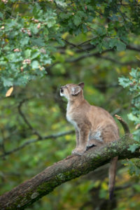 One young cougar, Puma concolor, sitting on a big branch high up in an oak tree. One young cougar, Puma concolor, sitting on a big branch high up in an oak tree.