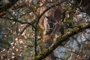 One adult cougar, Puma concolor, resting on a big branch high up in an oak tree. One adult cougar, Puma concolor, resting on a big branch high up in an oak tree.