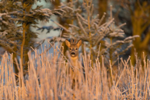 Roe deer standing in hoar frosted dead stinging nettle at minus 15 degrees at sunrise. Trees and dead stinging nettle in background. Roe deer standing in hoar frosted dead stinging nettle at minus 15 degrees at sunrise. Trees and dead stinging nettle in background.
