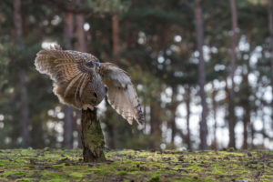 One Siberian Eagle Owl (Bubo bubo sibiricus) flying thru a forest, landing on a tree stump. One Siberian Eagle Owl (Bubo bubo sibiricus) flying thru a forest, landing on a tree stump.