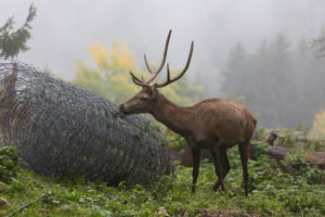 Young red deer buck with small antlers in a forest. Licking on a roll of metall fence lying in the forest Young red deer buck with small antlers in a forest. Licking on a roll of metall fence lying in the forest