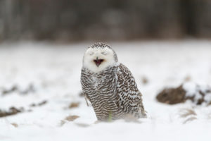 One Arctic owl, Bubo scandiacus,Bubo scandiaca, Nyctea scandiaca sitting on a snowy meadow, screeching One Arctic owl, Bubo scandiacus,Bubo scandiaca, Nyctea scandiaca sitting on a snowy meadow, screeching