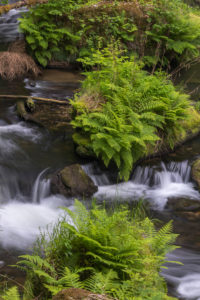 Flowing, silky water with ferns and rocks in the Edmunds Gorge, river Kamnitz, Hrensko, Ustecky kraj, Czech Republic Flowing, silky water with ferns and rocks in the Edmunds Gorge, river Kamnitz, Hrensko, Ustecky kraj, Czech Republic