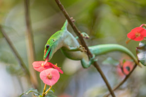 One Madagascar giant day gecko, Phelsuma madagascariensis grandis, climbing between twigs and licks off the pollen and nectar of a red blossom. Green and red soft colors. One Madagascar giant day gecko, Phelsuma madagascariensis grandis, climbing between twigs and licks off the pollen and nectar of a red blossom. Green and red soft colors.