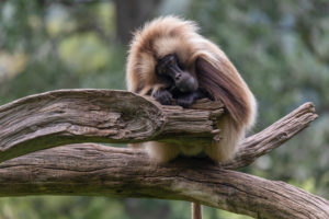 Portrait of an adult male Gelada (Theropithecus gelada), or bleeding-heart monkey, resting on a log. Portrait of an adult male Gelada (Theropithecus gelada), or bleeding-heart monkey, resting on a log.