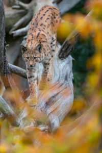 One Eurasian lynx, (Lynx lynx), walking down a fallen tree. Frontal view with fall foliage around One Eurasian lynx, (Lynx lynx), walking down a fallen tree. Frontal view with fall foliage around