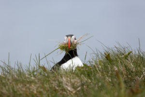Atlantic Puffin, Common Puffin. Fratercula arctica, collecting nesting material at the cliffs of Latrabjarg, Iceland Atlantic Puffin, Common Puffin. Fratercula arctica, collecting nesting material at the cliffs of Latrabjarg, Iceland
