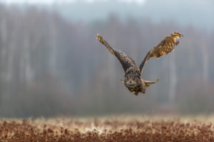 One male Eurasian Eagle Owl, Bubo bubo, flying over a meadow. Slight fog around. A forest in the background. One male Eurasian Eagle Owl, Bubo bubo, flying over a meadow. Slight fog around. A forest in the background.