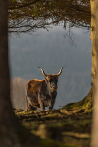 One male aurochs or urus or ure (Bos primigenius), standing at a forest edge on a sunny day. One male aurochs or urus or ure (Bos primigenius), standing at a forest edge on a sunny day.