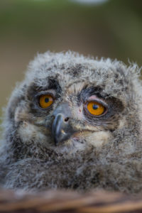 Portrait of an juvenile Eurasian Eagle Owl, Bubo bubo. Green vegetation in the background Portrait of an juvenile Eurasian Eagle Owl, Bubo bubo. Green vegetation in the background