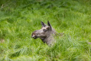 One adult male moose or elk, Alces alces, lying in tall fresh green grass, resting and ruminating. One adult male moose or elk, Alces alces, lying in tall fresh green grass, resting and ruminating.