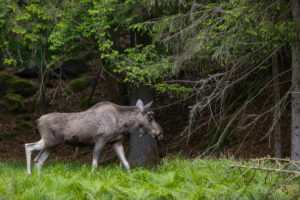 One adult male moose or elk, Alces alces, walking over a meadow with fresh green grass. A forest in the background One adult male moose or elk, Alces alces, walking over a meadow with fresh green grass. A forest in the background