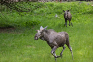 One adult female moose or elk, Alces alces, running, chasing away a male moose to protect her two babies. One adult female moose or elk, Alces alces, running, chasing away a male moose to protect her two babies.