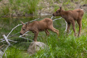 Two baby moose or elk, Alces alces, 19 days old standing on a meadow with fresh green grass. A little pond in the background Two baby moose or elk, Alces alces, 19 days old standing on a meadow with fresh green grass. A little pond in the background
