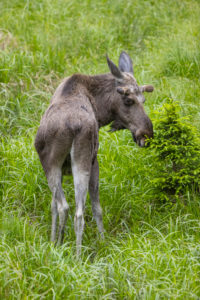 One adult male moose or elk, Alces alces, grazing on a meadow with tall fresh green grass, eats away the fresh fir shoots One adult male moose or elk, Alces alces, grazing on a meadow with tall fresh green grass, eats away the fresh fir shoots