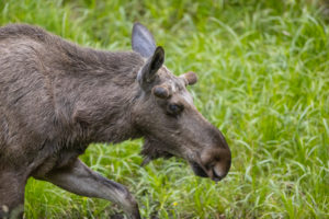 One adult male moose or elk, Alces alces, grazing on a meadow with tall fresh green grass One adult male moose or elk, Alces alces, grazing on a meadow with tall fresh green grass