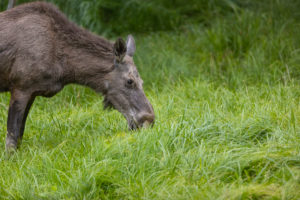 One adult female moose or elk, Alces alces, grazing on a meadow with tall fresh green grass One adult female moose or elk, Alces alces, grazing on a meadow with tall fresh green grass