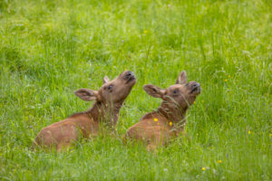 Two baby moose or elk 19 days old, Alces alces, resting on a meadow with fresh green grass. Two baby moose or elk 19 days old, Alces alces, resting on a meadow with fresh green grass.
