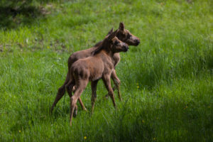 Two baby moose or elk, Alces alces, 19 days old walking through tall fresh green grass. Two baby moose or elk, Alces alces, 19 days old walking through tall fresh green grass.