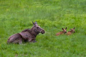 One adult female moose or elk, Alces alces, with two baby moose 19 days old resting on a meadow with fresh green grass. One adult female moose or elk, Alces alces, with two baby moose 19 days old resting on a meadow with fresh green grass.
