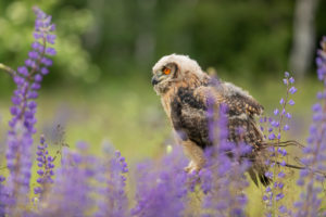 One young Eurasian Eagle Owl, Bubo bubo, sitting on a twig between lupines growing on a meadow. One young Eurasian Eagle Owl, Bubo bubo, sitting on a twig between lupines growing on a meadow.