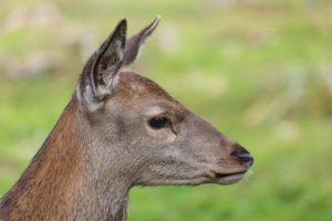 Portrait of a red deer fawn (Cervus elaphus) standing on a meadow Portrait of a red deer fawn (Cervus elaphus) standing on a meadow