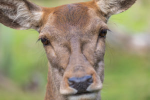 Portrait of a red deer doe (Cervus elaphus) standing on a meadow, with autumnal forest behind her Portrait of a red deer doe (Cervus elaphus) standing on a meadow, with autumnal forest behind her