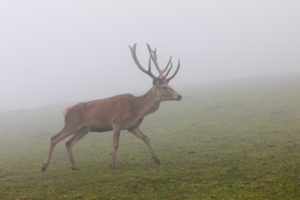 One Red Deer stag (Cervus elaphus) standing on a meadow in dense fog. One Red Deer stag (Cervus elaphus) standing on a meadow in dense fog.