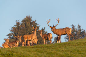 A herd of red deer (Cervus elaphus) standing on a meadow, with trees and blue sky in the background. A herd of red deer (Cervus elaphus) standing on a meadow, with trees and blue sky in the background.