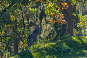 One young Red Deer stag (Cervus elaphus) at the rutting season, standing on a forest edge. Fall foliage in the background. One young Red Deer stag (Cervus elaphus) at the rutting season, standing on a forest edge. Fall foliage in the background.