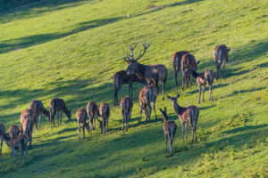 A herd of red deer (Cervus elaphus) standing on a meadow, A herd of red deer (Cervus elaphus) standing on a meadow,