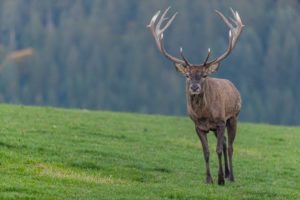 One Red Deer stag (Cervus elaphus) at the rutting season, walking over a meadow, calling. A forest in fall foliage and dense fog in the background. One Red Deer stag (Cervus elaphus) at the rutting season, walking over a meadow, calling. A forest in fall foliage and dense fog in the background.