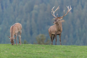 One Red Deer stag (Cervus elaphus) and a doe standing on a green meadow. The stag is calling One Red Deer stag (Cervus elaphus) and a doe standing on a green meadow. The stag is calling