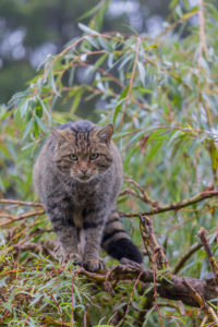 One European wildcat, Felis silvestris silvestris, resting in a green weeping willow tree. Green leaves all around. One European wildcat, Felis silvestris silvestris, resting in a green weeping willow tree. Green leaves all around.