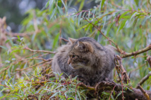 One European wildcat, Felis silvestris silvestris, resting in a green weeping willow tree. Green leaves all around. One European wildcat, Felis silvestris silvestris, resting in a green weeping willow tree. Green leaves all around.