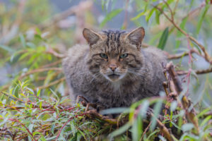 One European wildcat, Felis silvestris silvestris, resting in a green weeping willow tree. Green leaves all around. One European wildcat, Felis silvestris silvestris, resting in a green weeping willow tree. Green leaves all around.